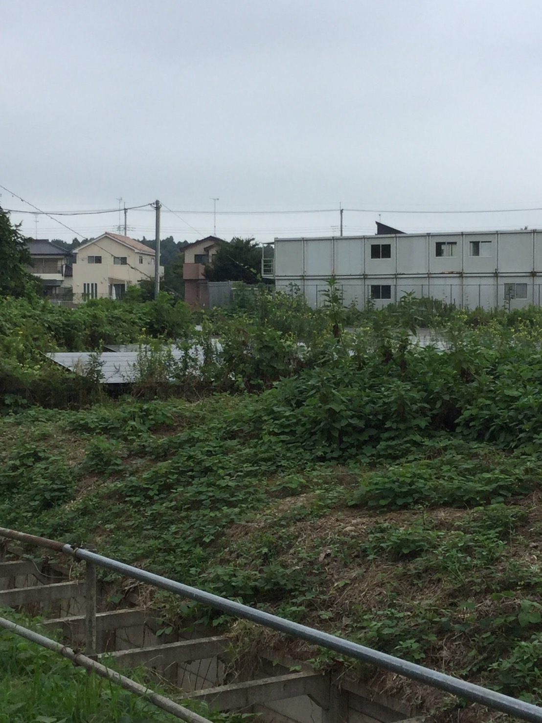 除草作業前