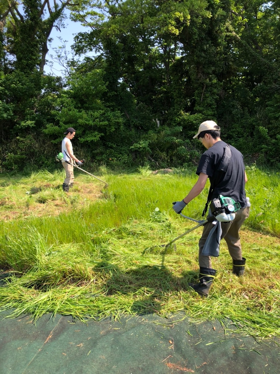 除草作業